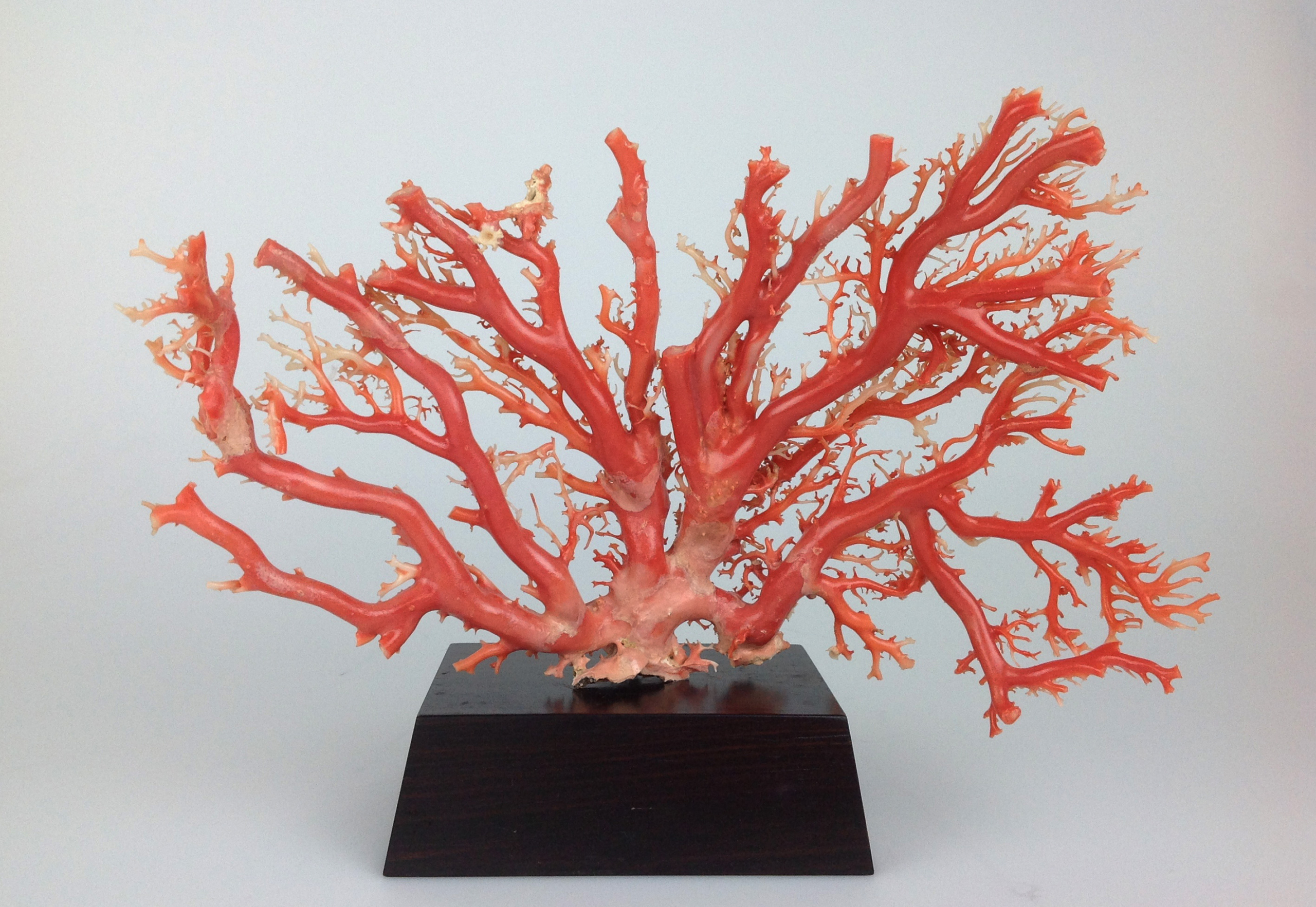 ミッドウェー産 天然宝石 深海 珊瑚 帯留め 天然 無染色 (O24 